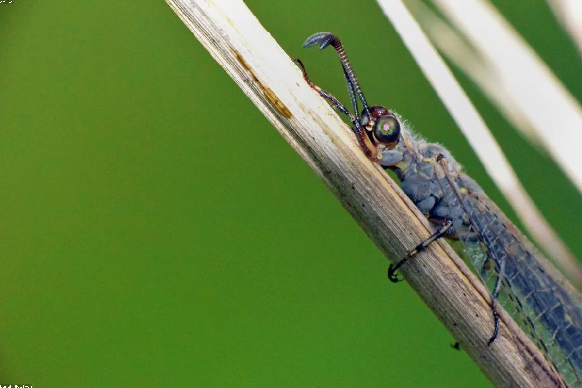 Carpenter ant close-up