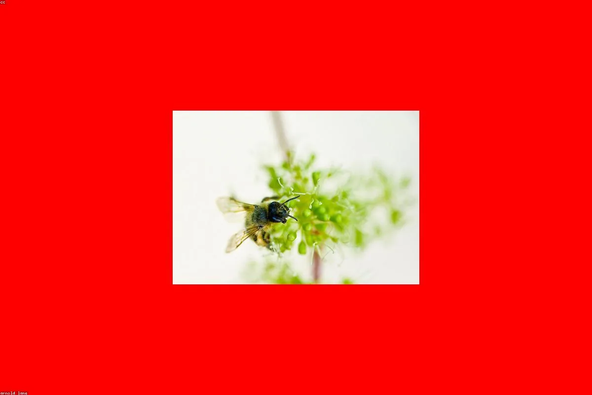 Bees - bee exterminator cost