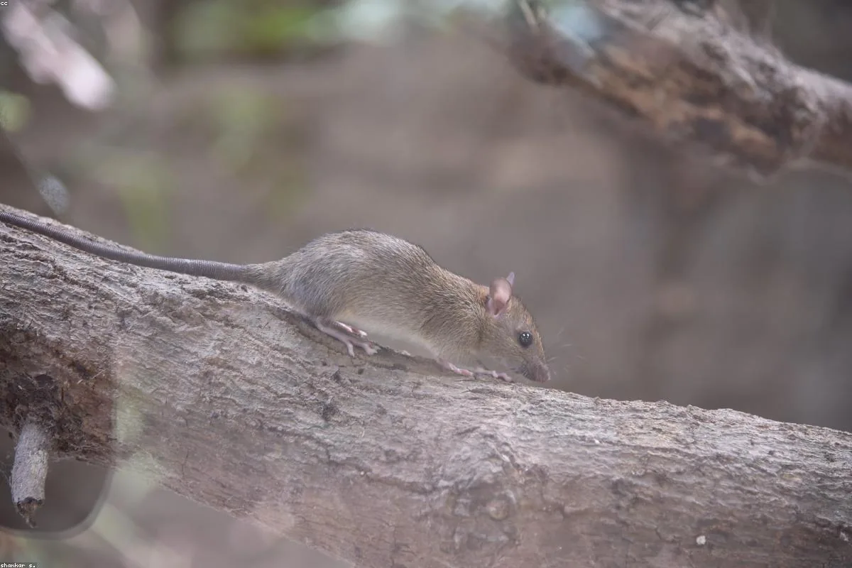 Mice - cost mouse exterminator