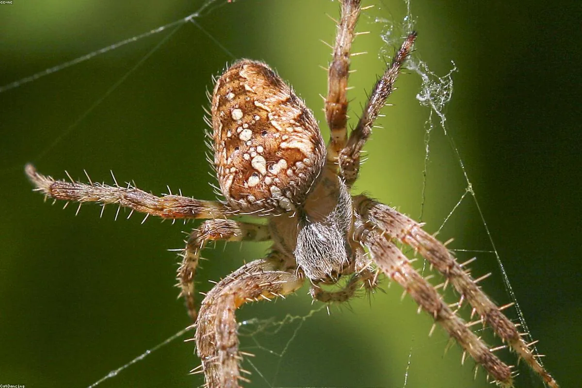 House spider in a web