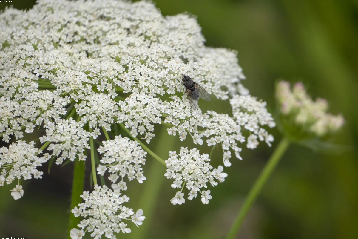Flies - pest control service for flies