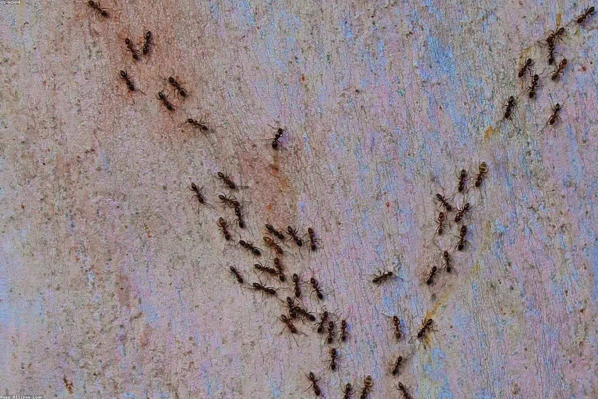 Pests - cost of an exterminator
