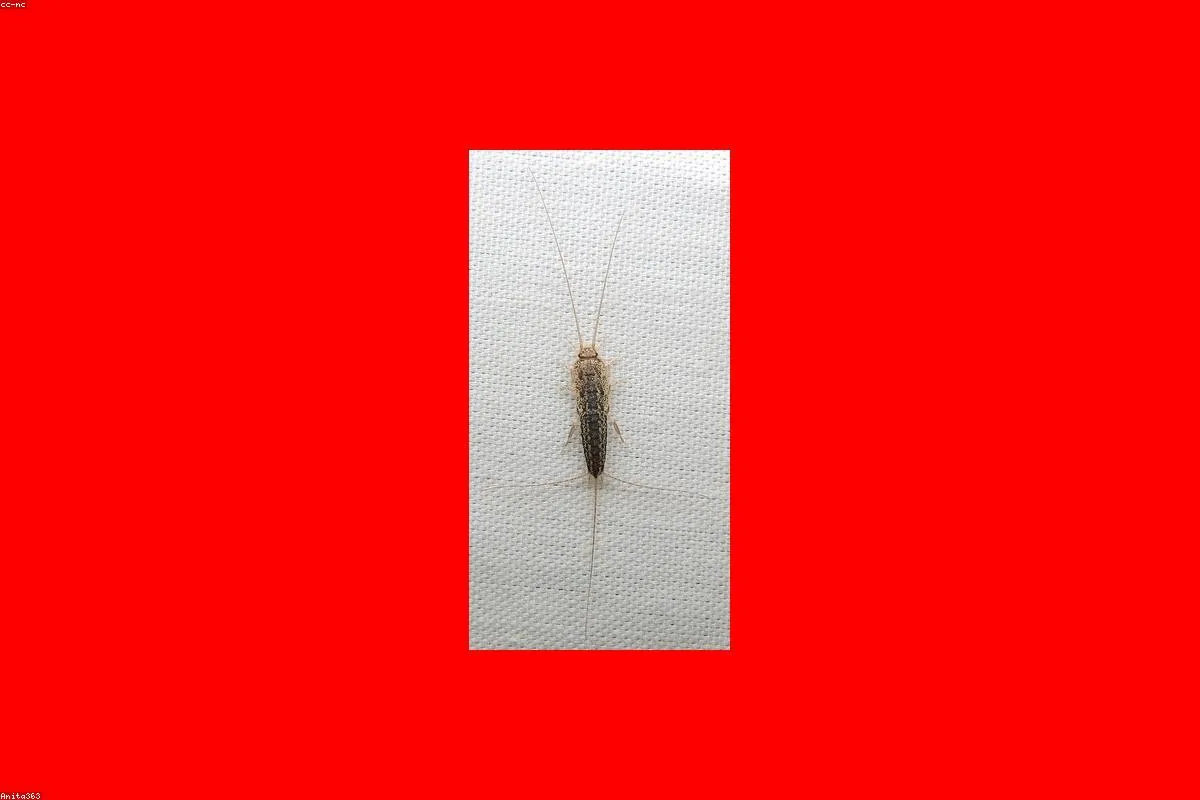 Silverfish - pest control service for silverfish